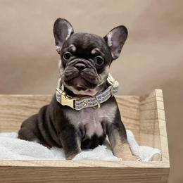 French Bulldogs from Maldonado Frenchies
