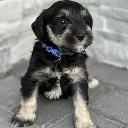 Miniature Schnauzer Puppies from ieva kasp