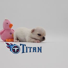 Chihuahua Puppies from Precious Paws of Florida