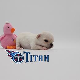 Chihuahua Puppies from Precious Paws of Florida