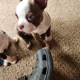 Boy 1 - Red male Boston Terrier puppy in Jacksonville, Texas from Vicki's Boston Terriers