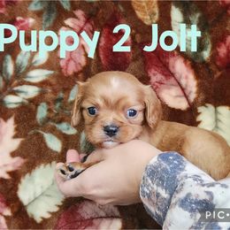 Jolt Puppy 2 - Ruby male Cavalier King Charles Spaniel puppy in Racine County, Wisconsin from Hough's Danes and Cavaliers