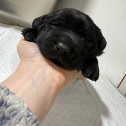 Black Male - Black male Labrador Retriever puppy in Summit, South Carolina from Southern Pine Labradors