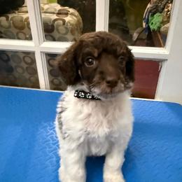 Sven - Phantom male Poodle puppy in Huntsville, Alabama from Flint River Poodles