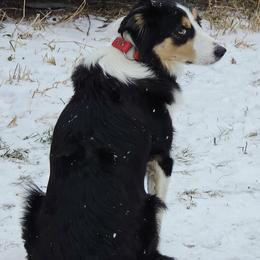 Lynk - Border Collie