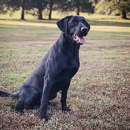 Belgian Malinois and Labrador Retrievers from Elite Canine Training & Outfitters