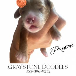 Goldendoodle Puppies from Graystone Doodles