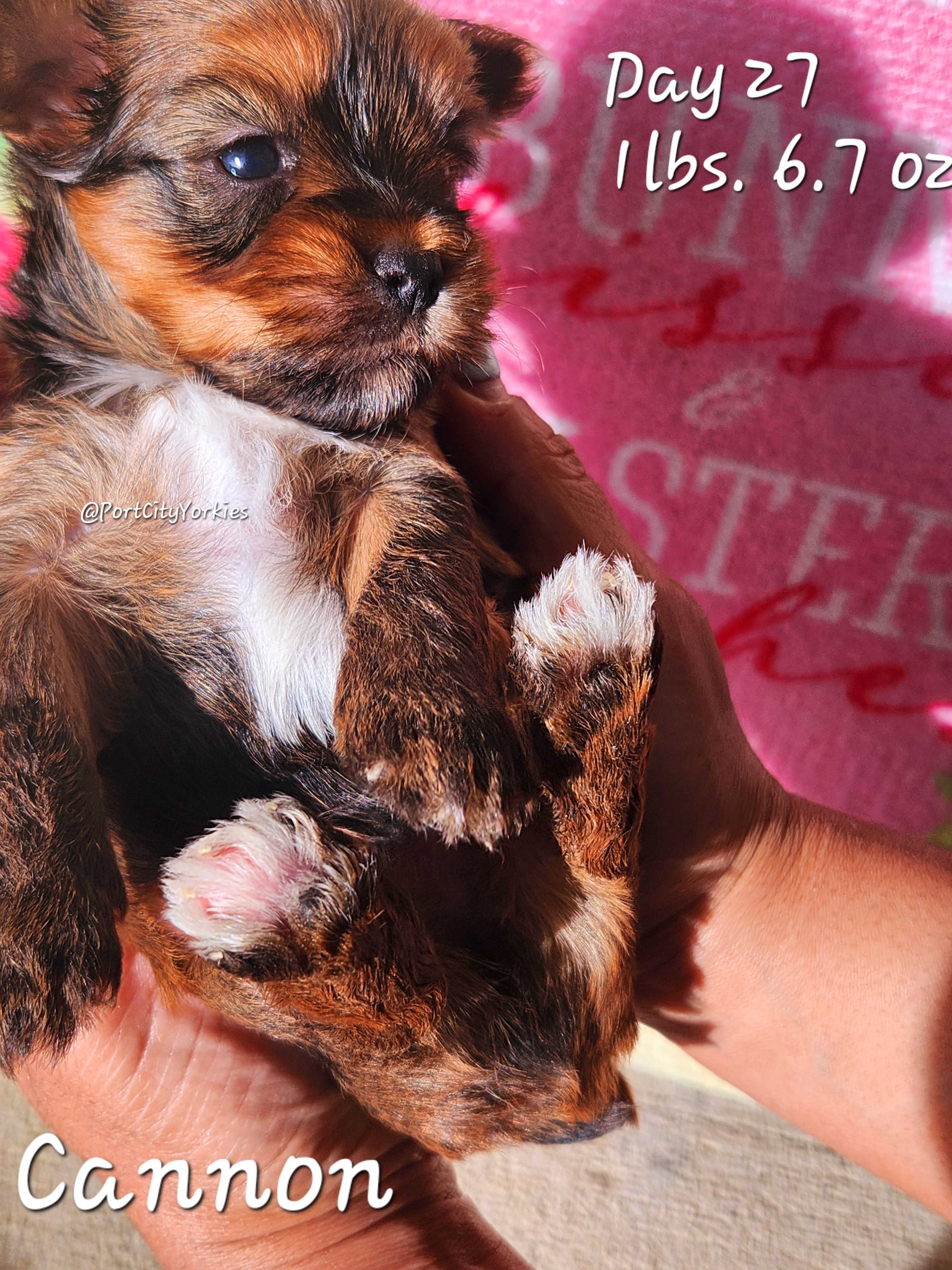 Yorkshire Terrier Puppies from Port City Yorkies LLC
