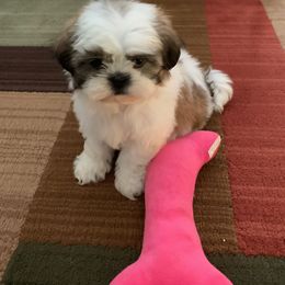 Shih Tzu Puppies from Sharleen's Paw-fect Shih Tzus