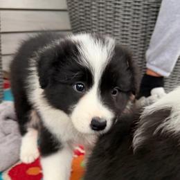 Sophie - Black and white female Border Collie puppy in Lakeview, Michigan from Haven Creek Farm