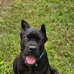 Jackie aka Light Blue Collar - Black male Cane Corso puppy in Houston, Texas from Zenith Cane Corso