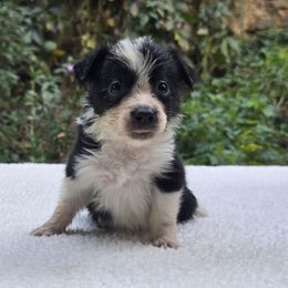 Poptart - Black and white female Border Collie puppy in East Brady, Pennsylvania from Riverwood