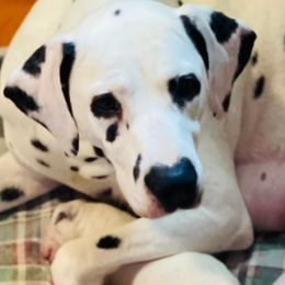 Fern - Dalmatian