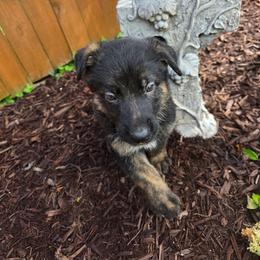 Oren - Black and tan male German Shepherd puppy in Leon, West Virginia from Heart2Heart Kennels