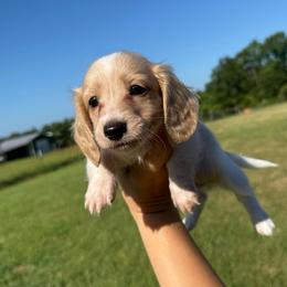 DRM1 cream or red pie - Cream male Dachshund puppy in Carthage, Texas from Rafter C Ranch Doxies