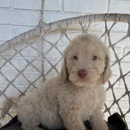 Goldendoodle Puppies from Moon Goldendoodles