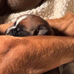 Male 1 - Fawn male Boxer puppy in Wellington, Ohio from Brinkhaven Boxers