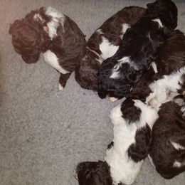 Poodle Puppies from Whiteaker's Standard Poodles