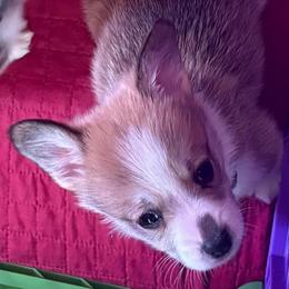 Gray Collar - Red male Pembroke Welsh Corgi puppy in Abingdon, Virginia from Em-K Kennels