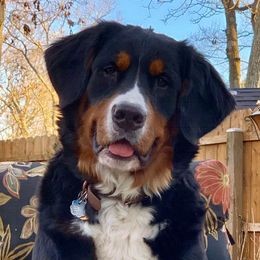 Issy - Bernese Mountain Dog