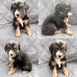 Black tri male 3 - Black tri male Miniature Australian Shepherd puppy in Brooker, Florida from Honey, I Shrunk the Aussies