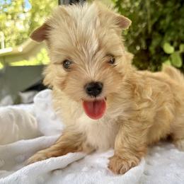 Rico - Chocolate tan and white male Biewer Terrier puppy in Bunnell, Florida from Royal Biewer and Royal Aussies