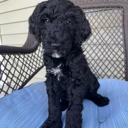 Pink - Black female Goldendoodle puppy in Summerville, South Carolina from Lizarazo Doodles