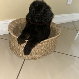 Poodle Puppies from Arindayle Standard Poodles