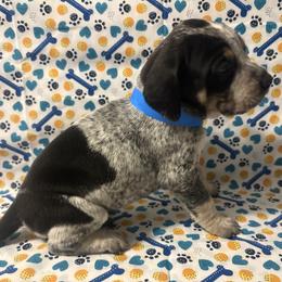 Boy 2 - Blue ticked and tan male Bluetick Coonhound puppy in Mount Pleasant, Texas from Harmons Hounds