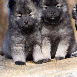 Pomsky Puppies from New World Pomskies