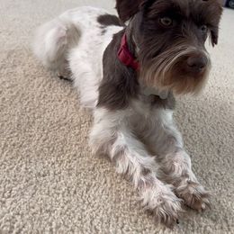 Ella - Miniature Schnauzer