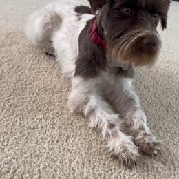 Ella - Miniature Schnauzer
