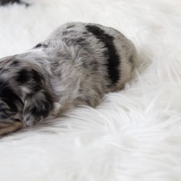 Aussiedoodle and Goldendoodle Puppies from Skyridge Doodles