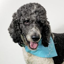 Domino - Poodle