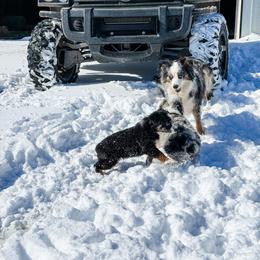 Charlie - Black tri male Miniature Australian Shepherd puppy in Goldsboro, North Carolina from Maple Ridge Farm