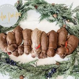 Goldendoodle Puppies from First Coast Goldendoodles