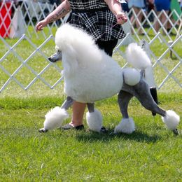 Poodles from Gomes Kennels