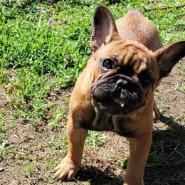 Nonna - French Bulldog