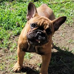 Nonna - French Bulldog
