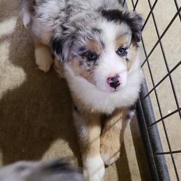 Miniature Australian Shepherd and Toy Australian Shepherd Puppies from Beasley Acres Aussies