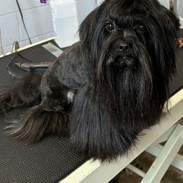 Clover - Yorkshire Terrier