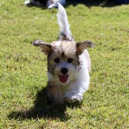 Coton de Tulear Puppies from Cotton Row Cotons
