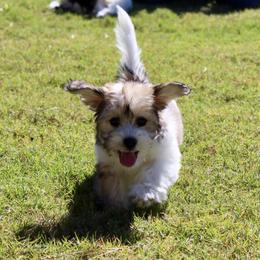 Coton de Tulear Puppies from Cotton Row Cotons