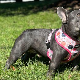 French Bulldog and Pug Puppies from Peachy Pugs