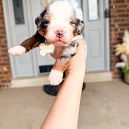 Armani - Merle female Bernedoodle puppy in West Haven, Utah from Split Mountain Doodles