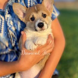 Athena - Red female Pembroke Welsh Corgi puppy in Weston, Idaho from Diamond Fox Corgis