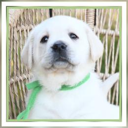 BonBon's Mr. Green - Yellow male Labrador Retriever puppy in Pasco, Washington from ROCK CREEK LABRADORS Pasco, WA
