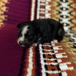 Boy 2 - Black tri male Miniature Australian Shepherd puppy in Roaring River, North Carolina from Double-P Aussies