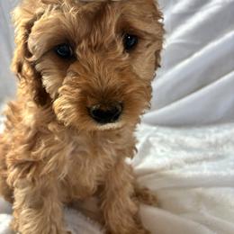 Winter - Red and white female Cockapoo puppy in Adrian, Oregon from ApplebyFarm