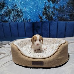 Lemon Boy - Lemon male Beagle puppy in New River, Arizona from Desert Mountain Dobermans